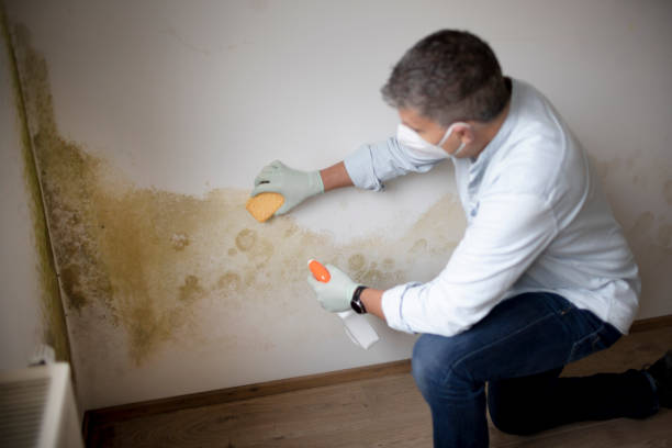  Forest Heights, MD Mold Removal Pros