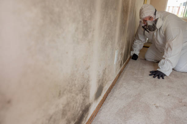 Best Basement Mold Removal  in Forest Heights, MD